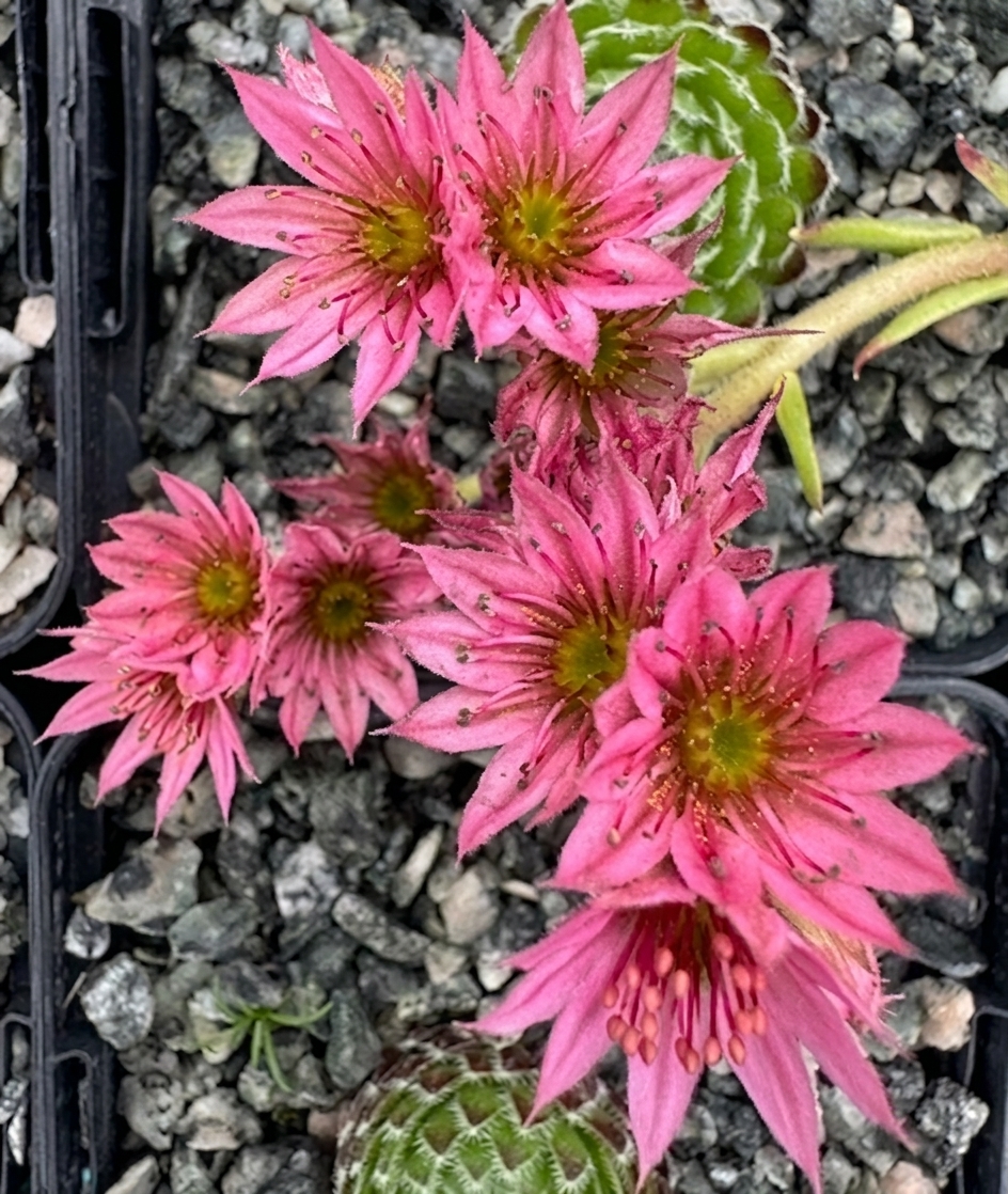 Sempervivum  x barbulatum hookeri